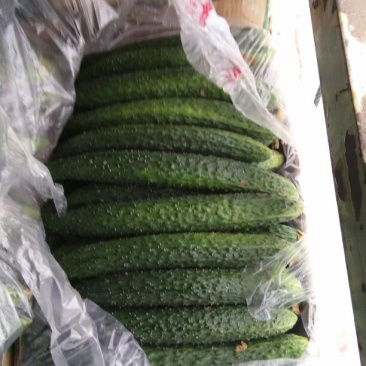 刺黄瓜鲜艳带刺，25公分以上，瓜条直，量大货