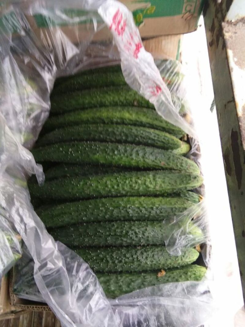 刺黄瓜鲜艳带刺，25公分以上，瓜条直，量大货