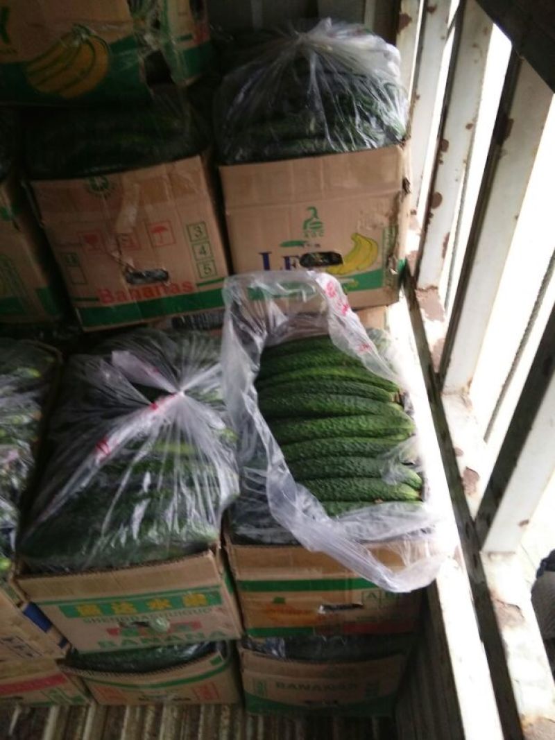 刺黄瓜鲜艳带刺，25公分以上，瓜条直，量大货