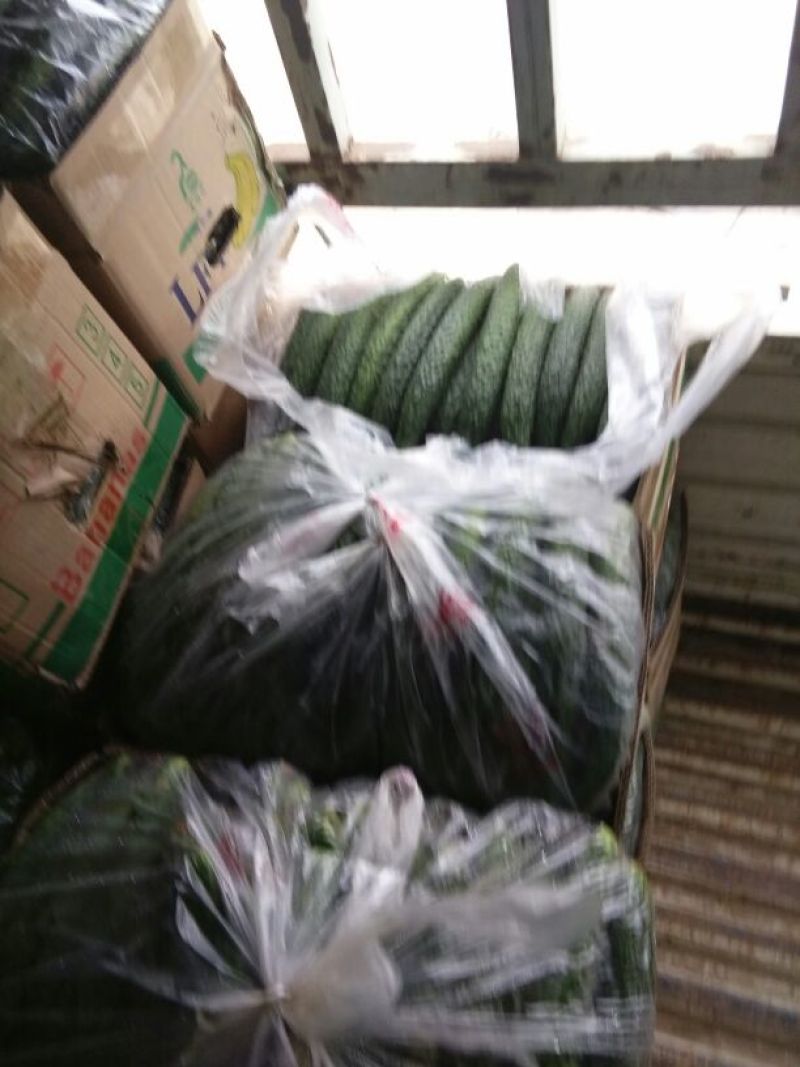刺黄瓜鲜艳带刺，25公分以上，瓜条直，量大货