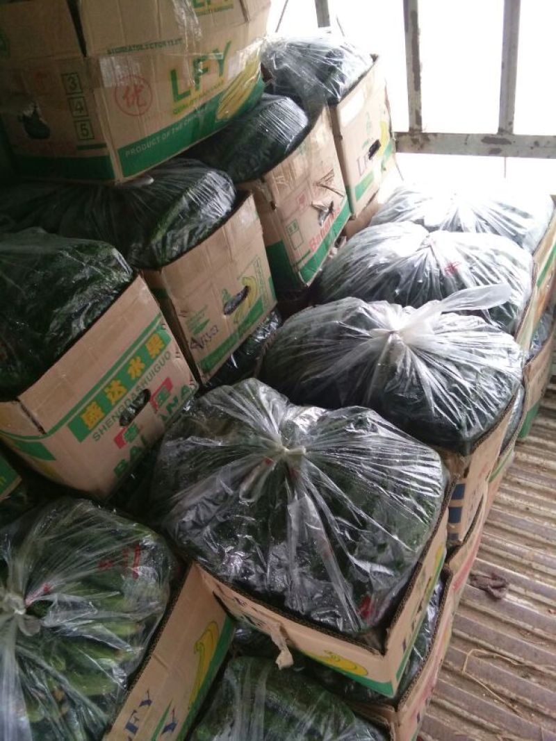刺黄瓜鲜艳带刺，25公分以上，瓜条直，量大货