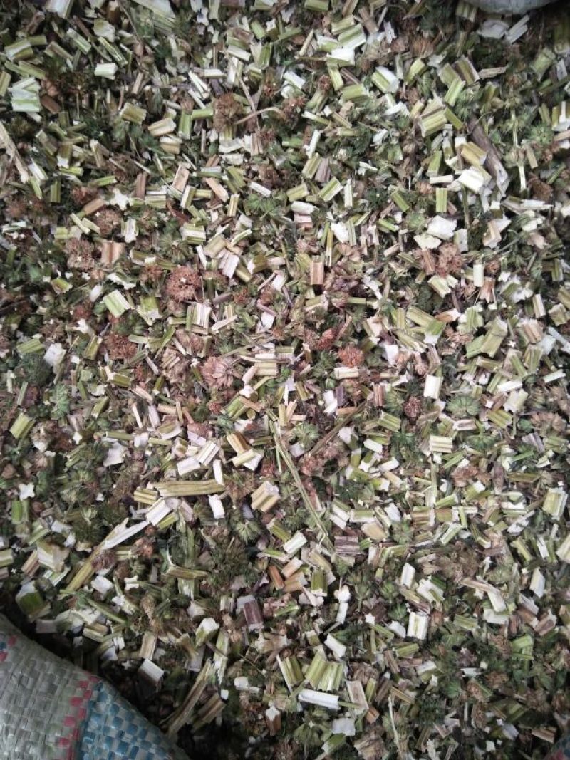 益母草