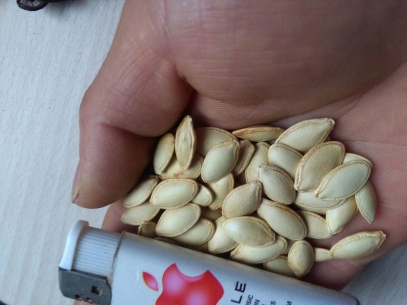 南瓜子包装熟