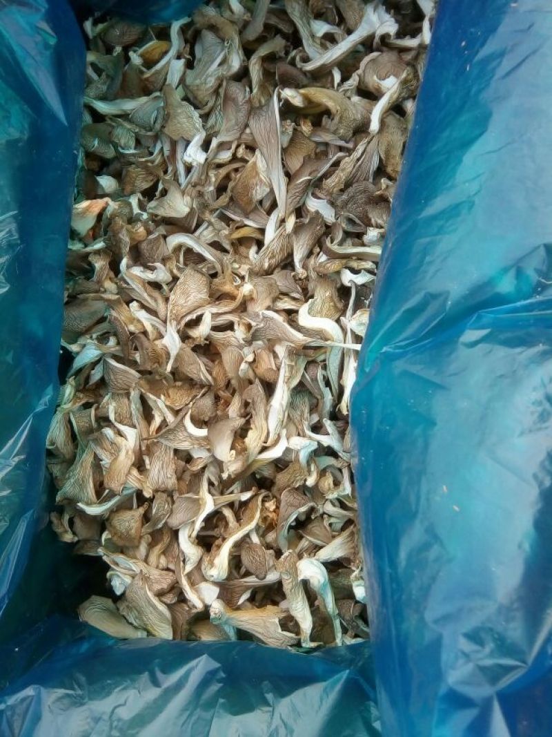 干平菇平菇干食用菌干蘑菇凤尾菇鲍鱼菇