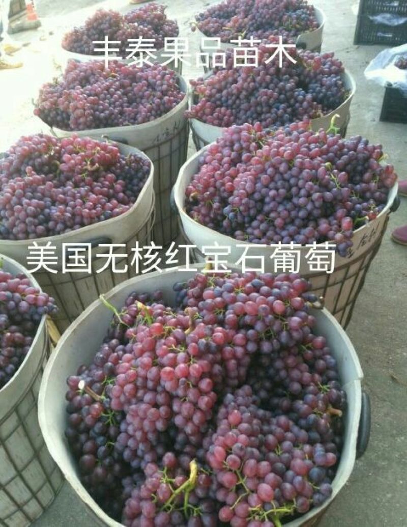 红宝石葡萄苗山东葡萄苗基地质壮苗纯种植批发