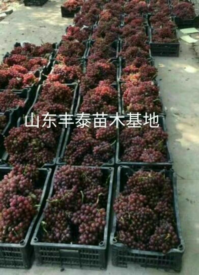 红宝石葡萄苗山东葡萄苗基地质壮苗纯种植批发