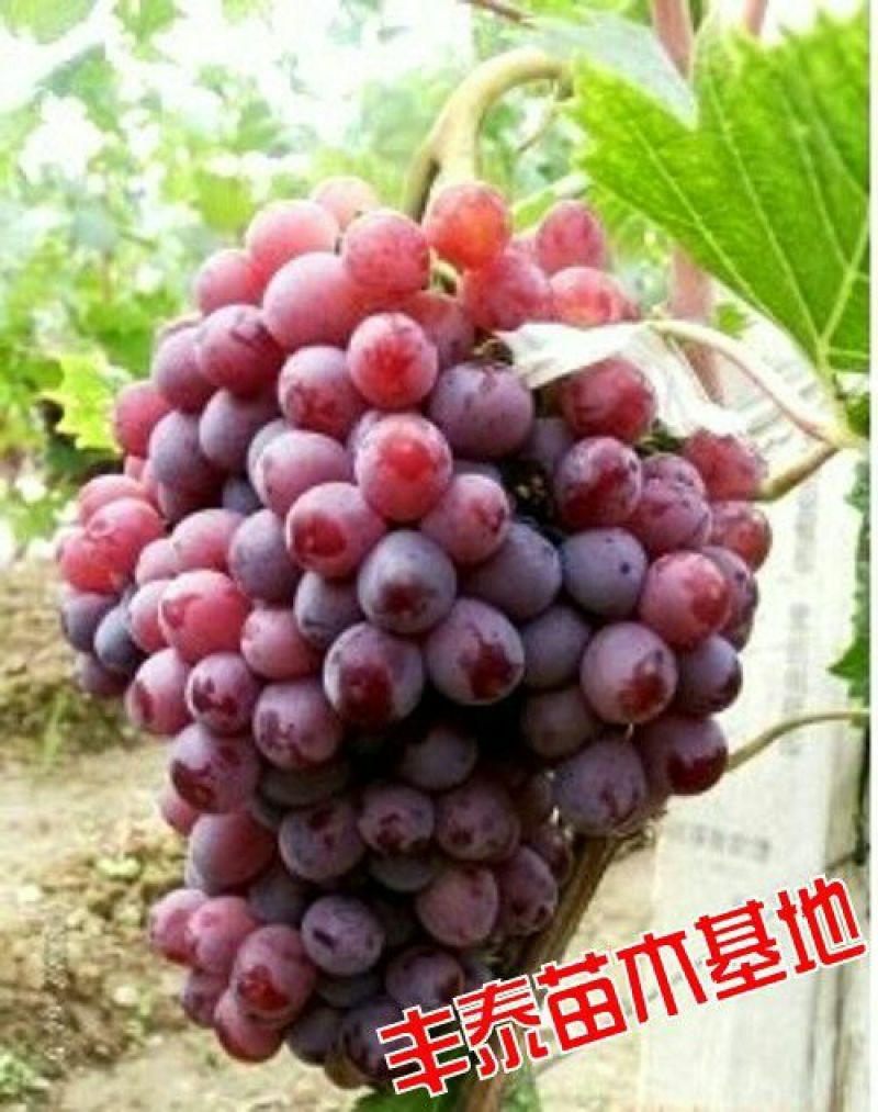 红宝石葡萄苗山东葡萄苗基地质壮苗纯种植批发