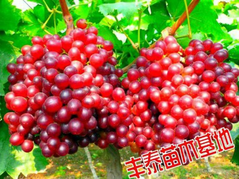 红宝石葡萄苗山东葡萄苗基地质壮苗纯种植批发