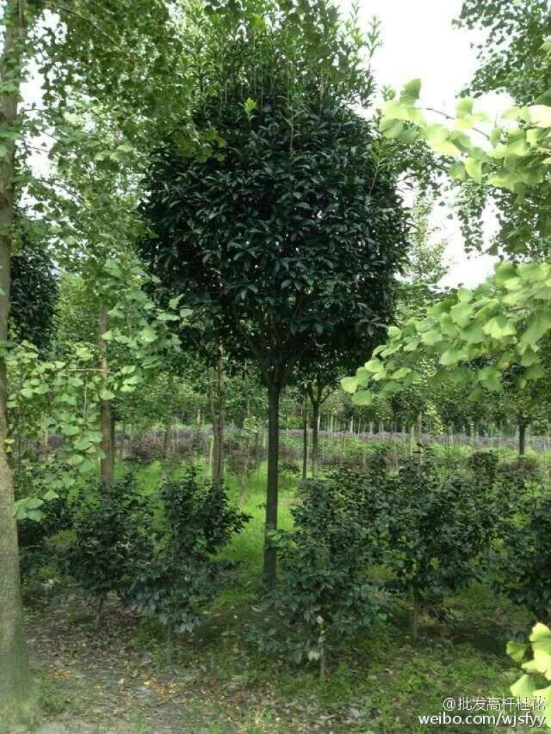 成都高杆桂花树金桂丹桂直径5~11cm高2.5~3米