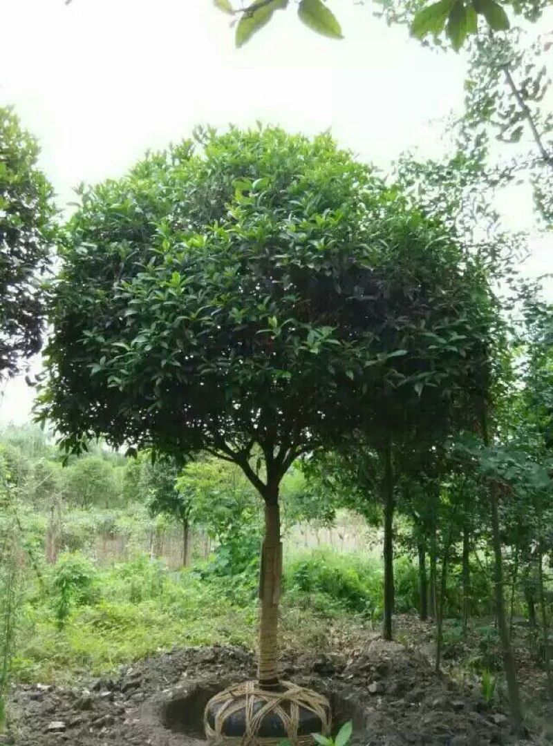 成都高杆桂花树基地提供桂花树价格咨询提供栽种专业知识
