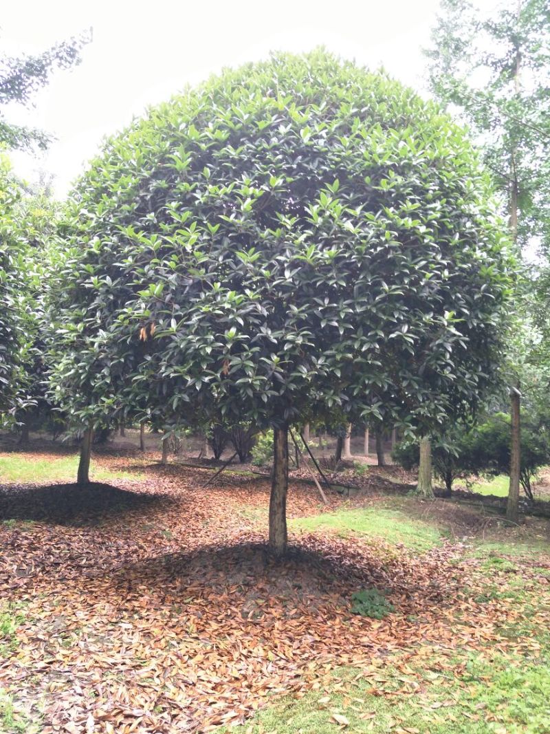 四川成都温江单杆高杆桂花树米径2-20cm