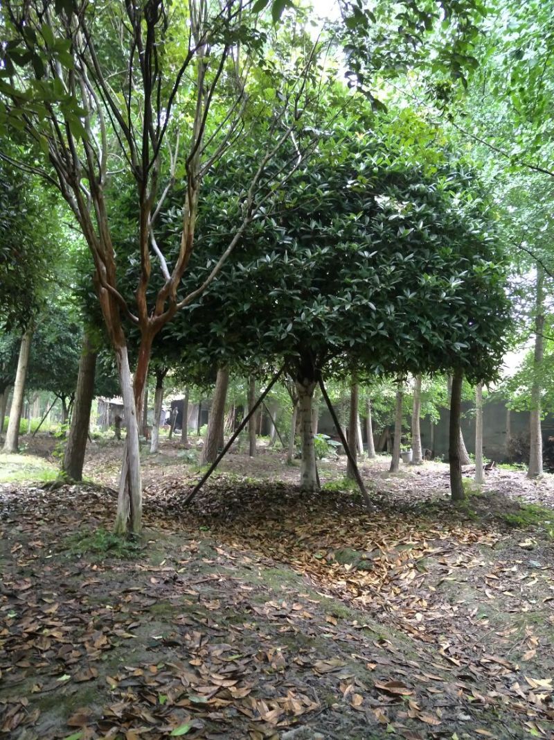 四川成都温江单杆高杆桂花树米径2-20cm