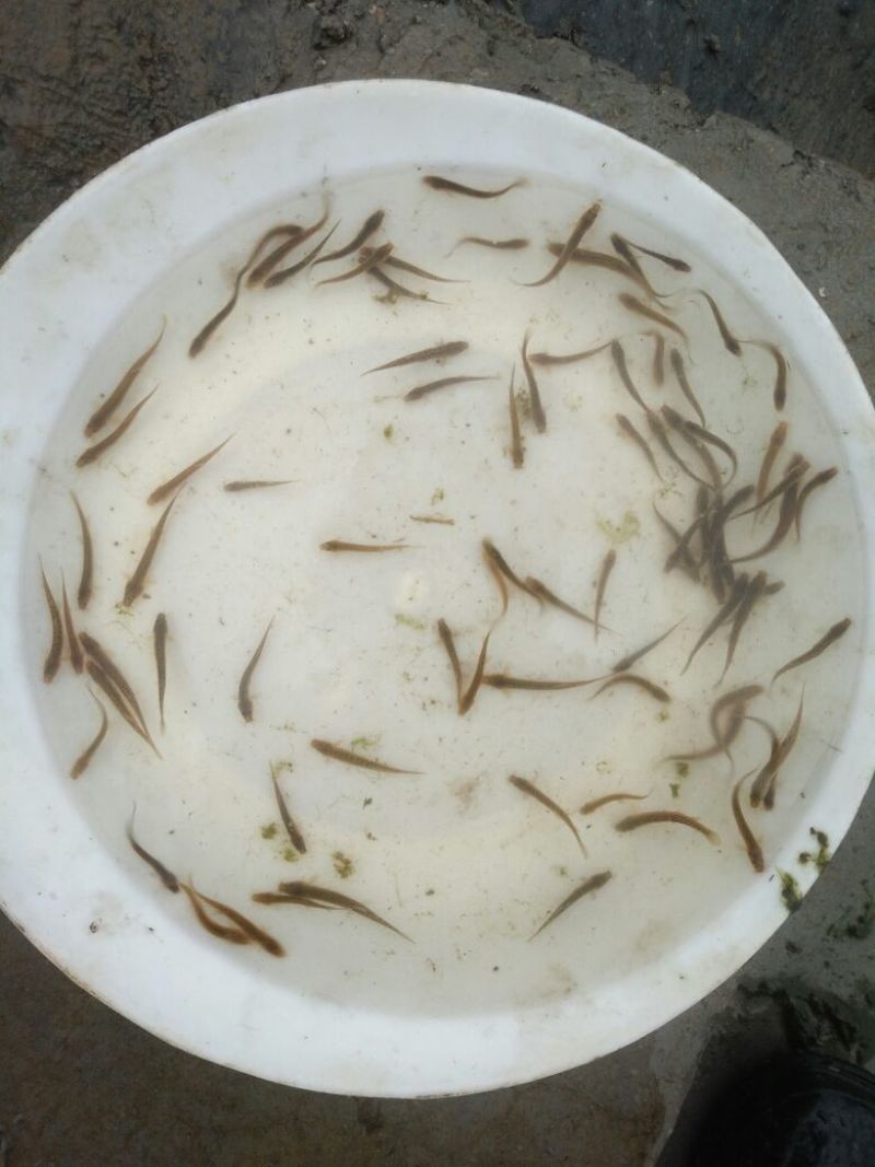 泥鳅苗支持送货上门，货到付款