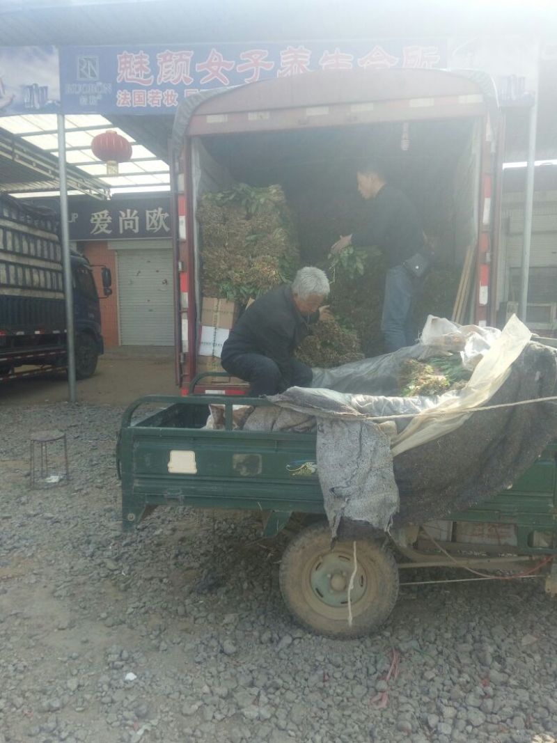 小叶菠菜30~35厘米