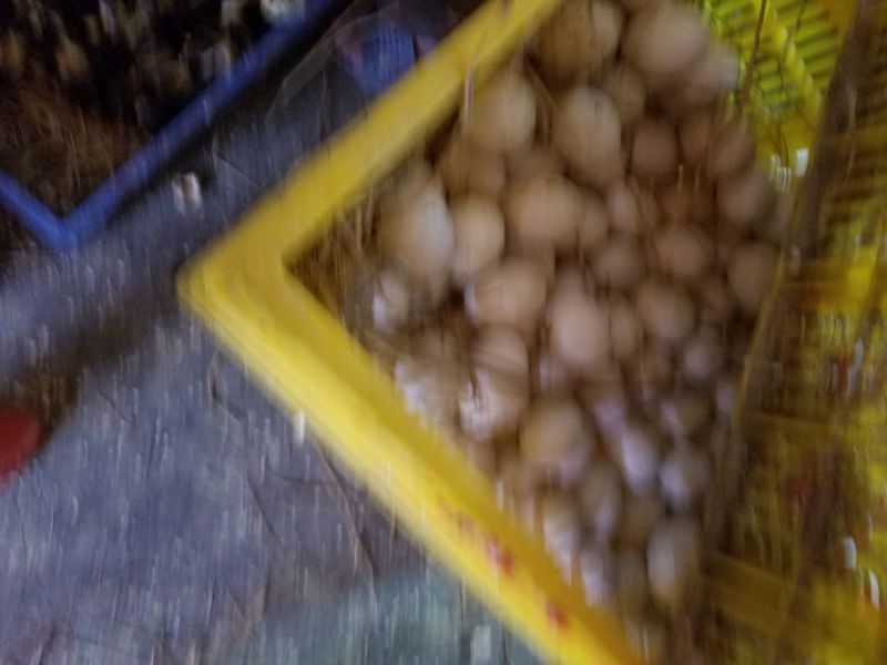 番鸭苗35~45克统货