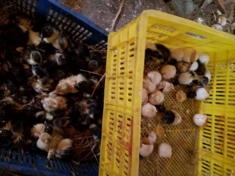 番鸭苗35~45克统货
