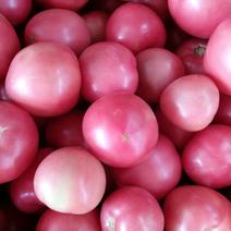 河北省邯郸永年本地西红柿弧二以上硬粉精品
