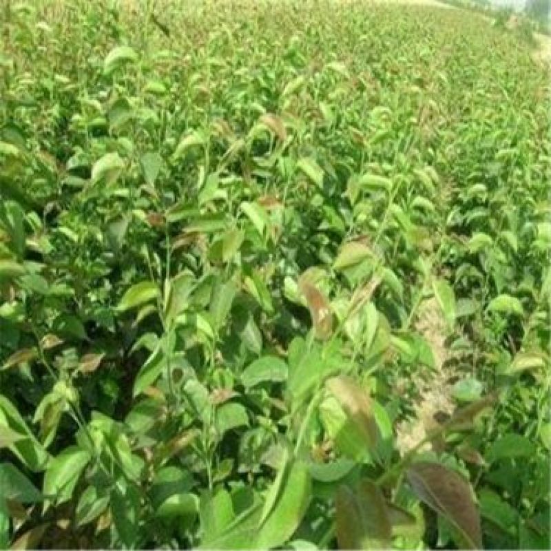 新东阳甜柿子树苗80~100cm