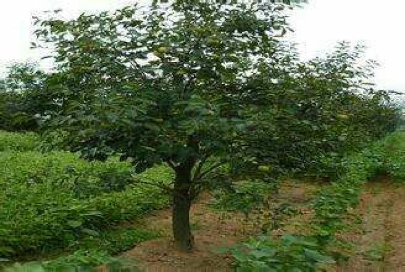 新东阳甜柿子树苗80~100cm