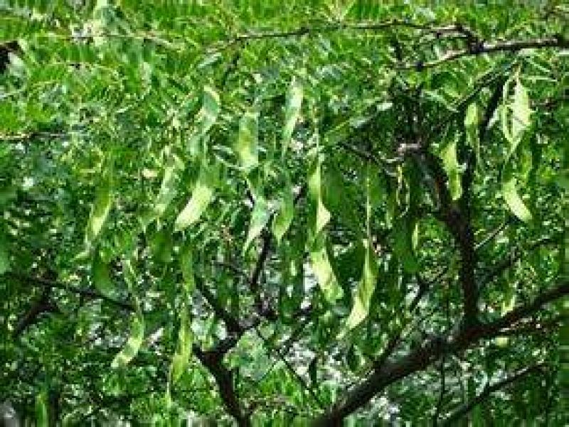 皂角树苗50~80cm