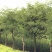 皂角树苗50~80cm