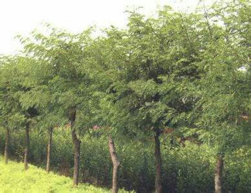 皂角树苗50~80cm