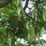 皂角树苗50~80cm