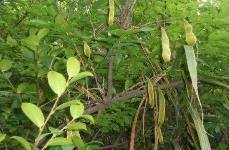 皂角树苗50~80cm