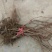 夏黑葡萄苗30~50cm1年