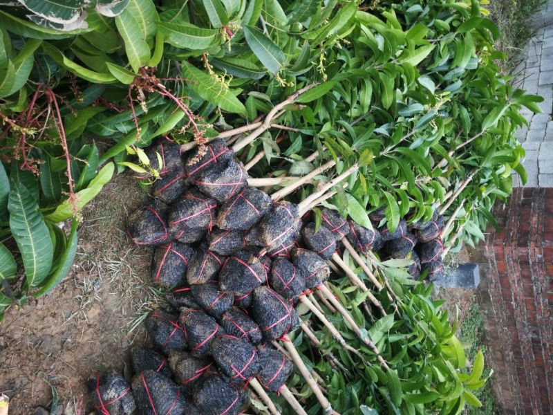 芒果树