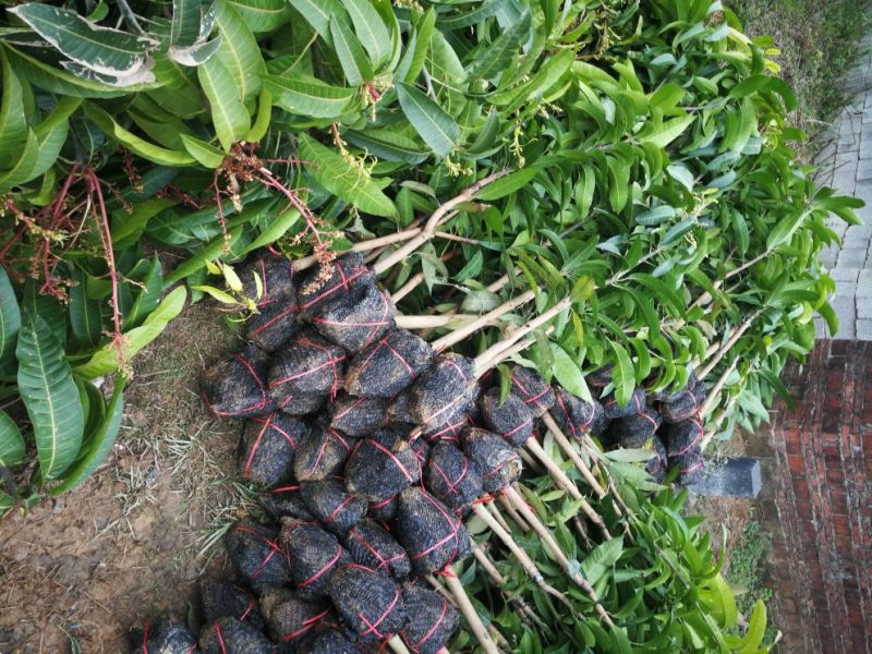 芒果树