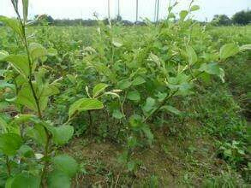 冬枣树苗50~80cm