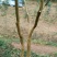 红花紫薇6~8cm2.5~3米1~2米