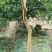 红花紫薇6~8cm2.5~3米1~2米