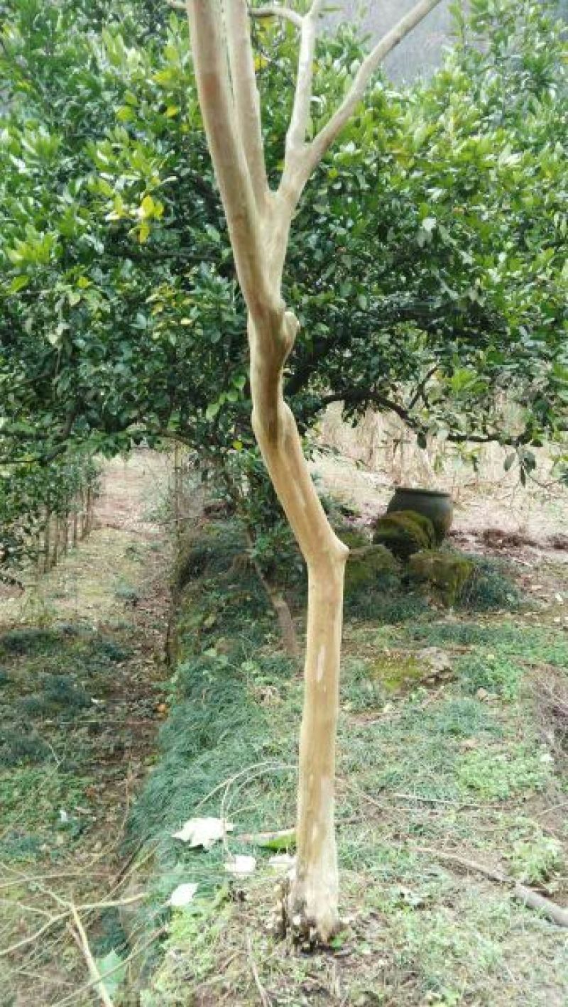 红花紫薇6~8cm2.5~3米1~2米