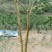 红花紫薇6~8cm2.5~3米1~2米
