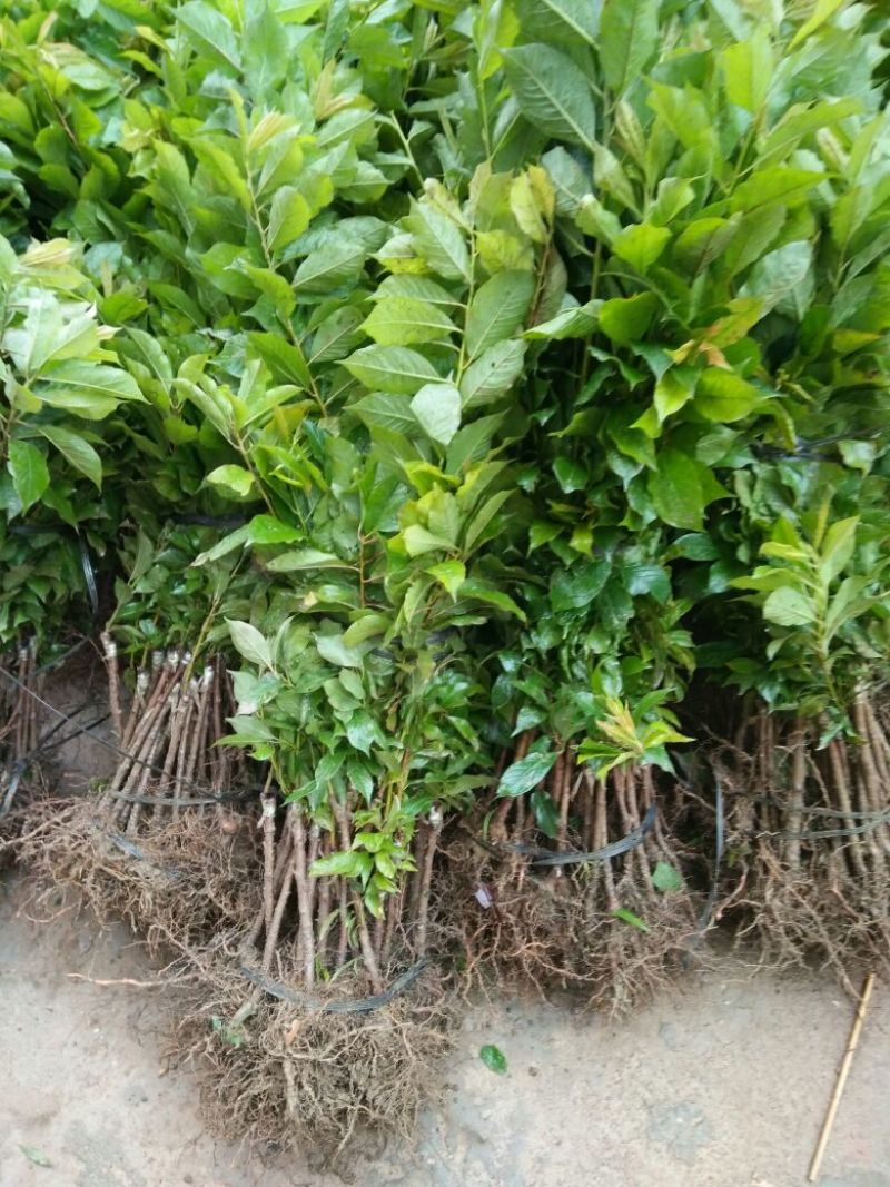 三华李树苗40~50cm