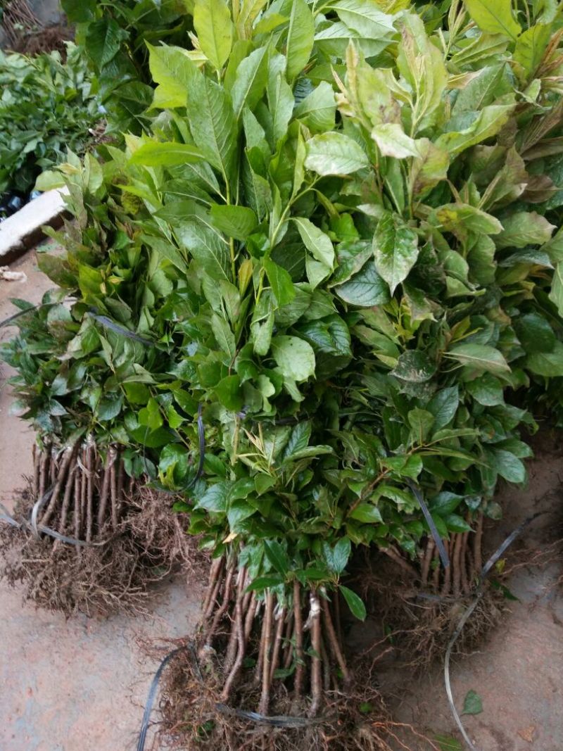 三华李树苗40~50cm
