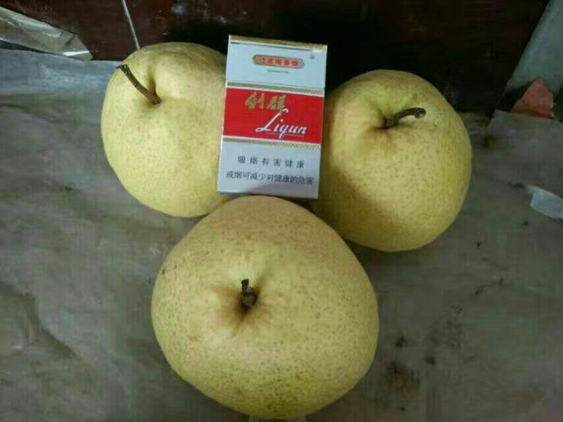 陕西酥梨贡梨口感脆甜汁多渣少白皮黄皮都有，个头大，