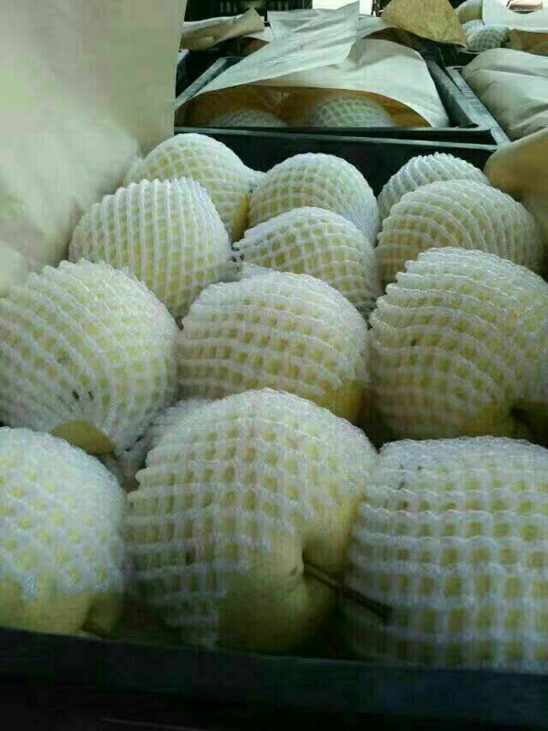陕西酥梨贡梨口感脆甜汁多渣少白皮黄皮都有，个头大，