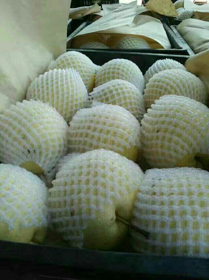 陕西酥梨贡梨口感脆甜汁多渣少白皮黄皮都有，个头大，