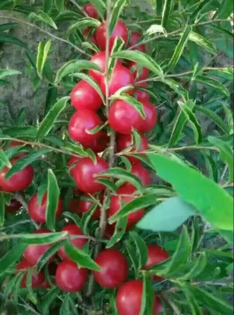 钙果苗30~50cm2年