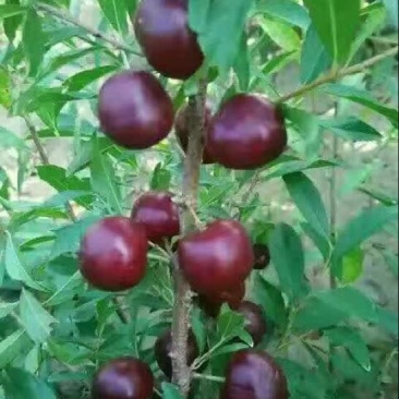 钙果苗30~50cm2年