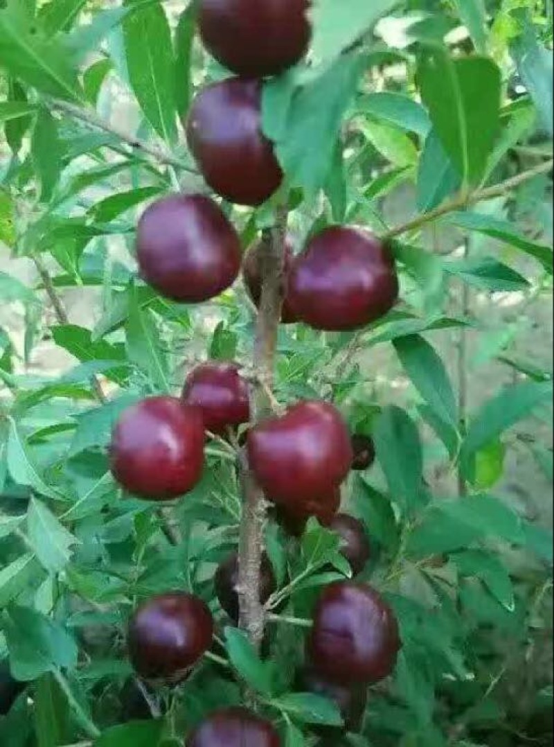 钙果苗30~50cm2年