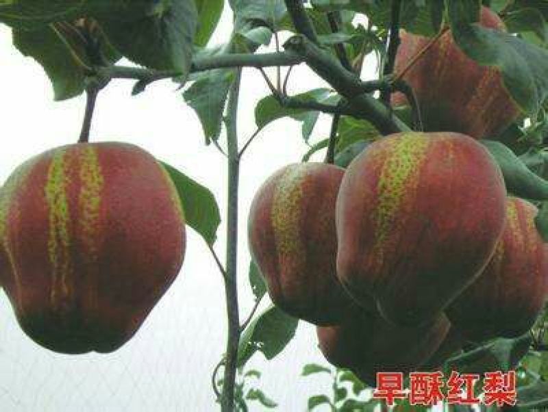 早酥红梨苗0.8cm80cm以上