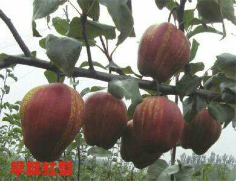 早酥红梨苗0.8cm80cm以上