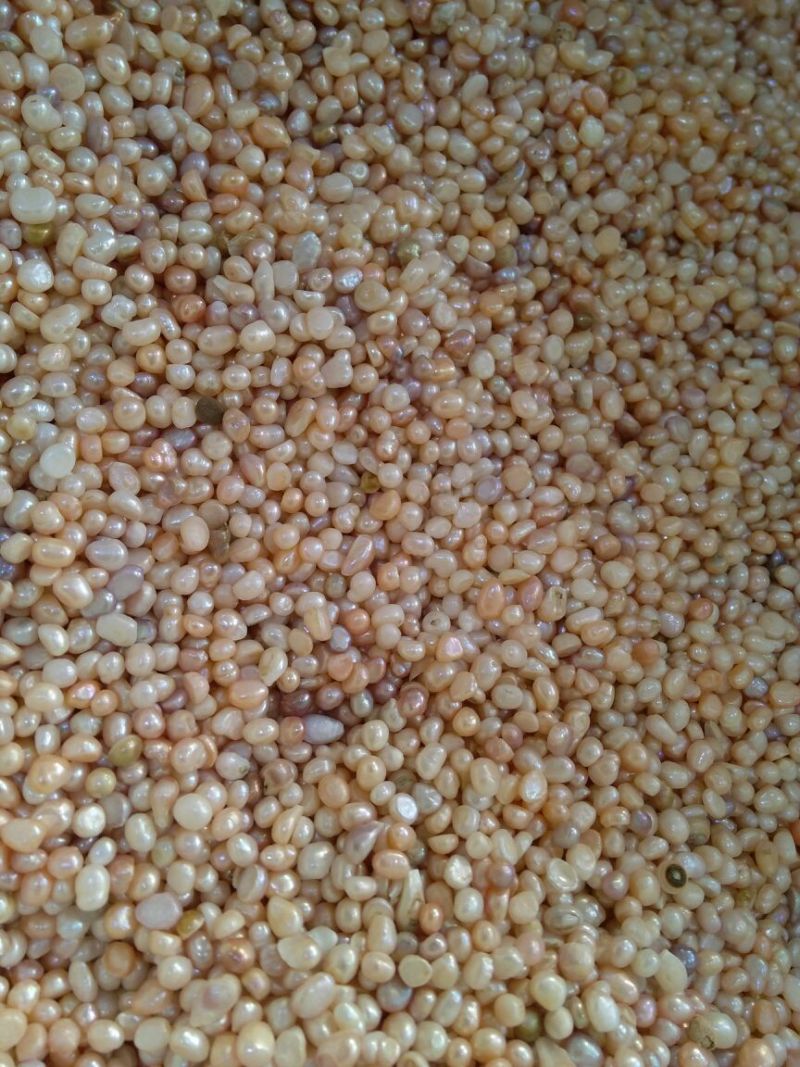 药用珍珠浙江中药材干货2斤起包邮