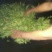 普洱茶