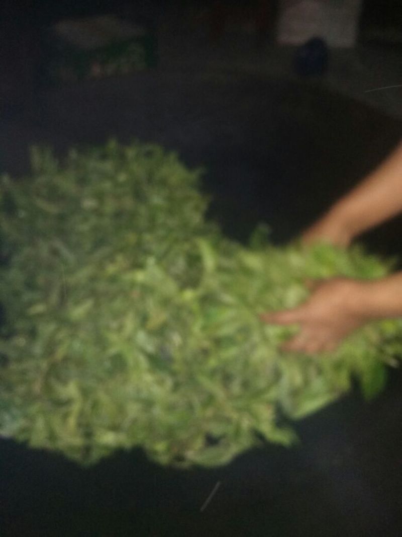 普洱茶