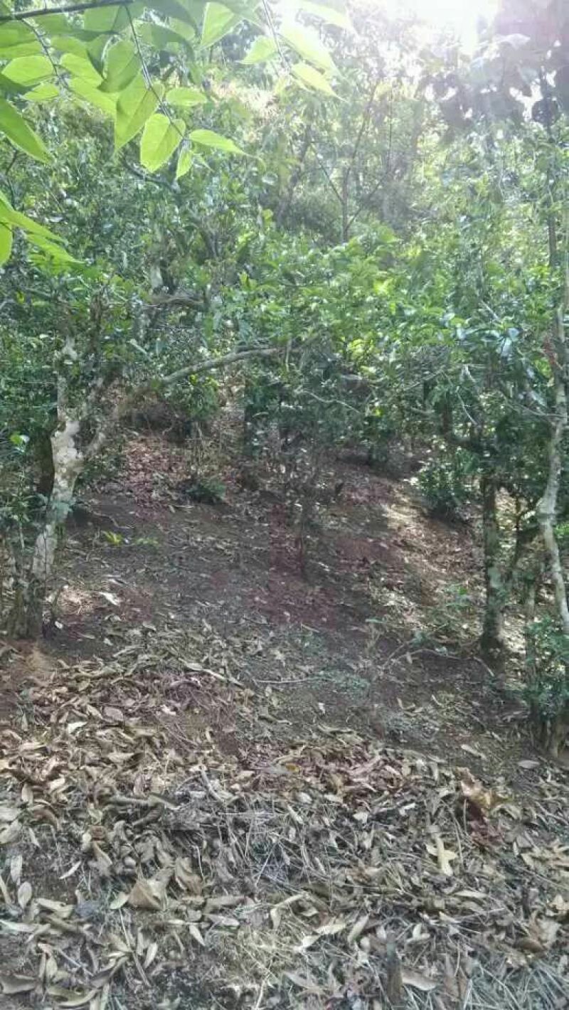 普洱茶